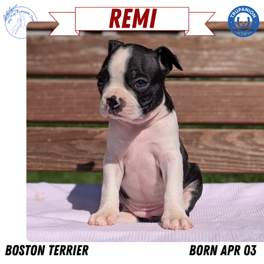BOSTON TERRIER (04/03) FEMALE