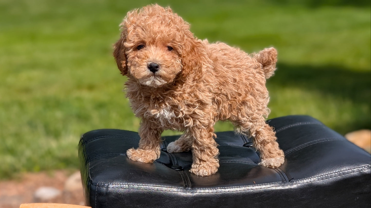 MINI POODLE (APR 03) FEMALES