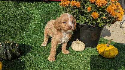 CAVAPOO (08/13) MALE