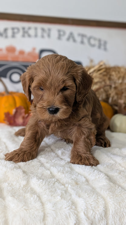 MINI GOLDENDOODLE (AUG 13) 6 MALES/3 FEMALES