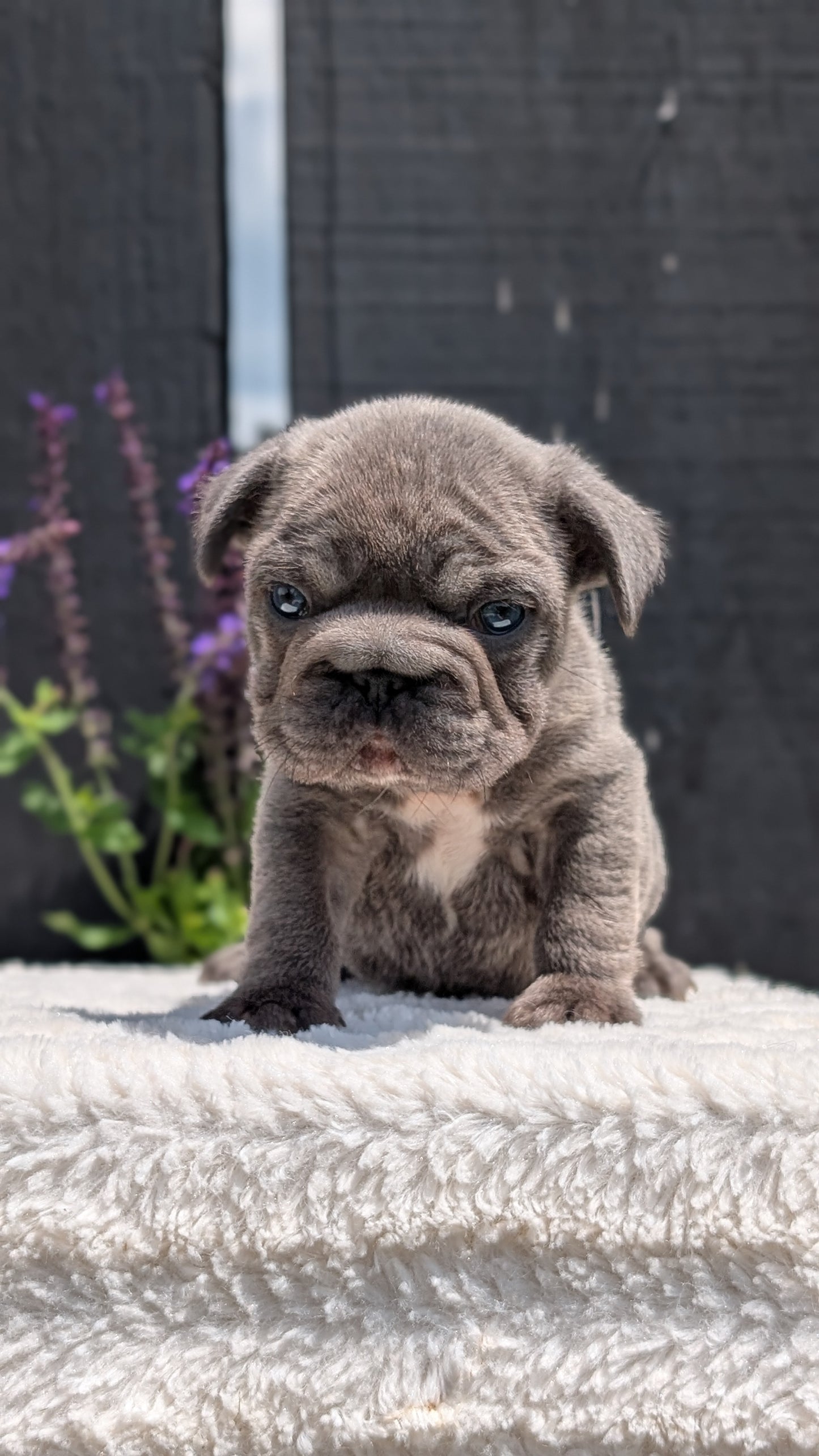 FRENCH BULLDOG (APR 24) MALES