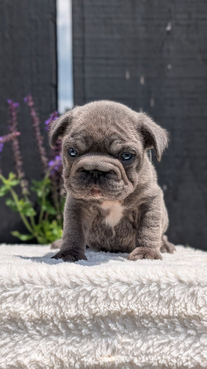 FRENCH BULLDOG (APR 24) MALES