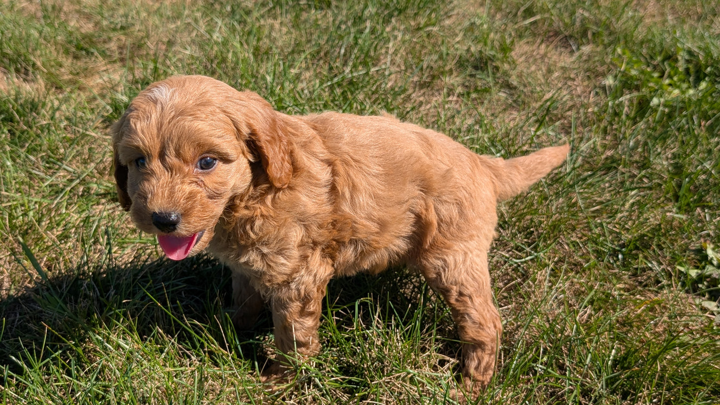 MINI GOLDENDOODLE (08/15) FEMALE