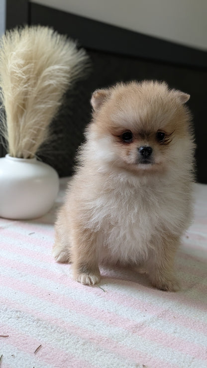 POMERANIAN (11/01) FEMALE