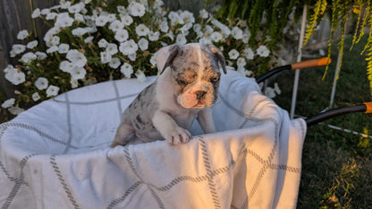 FRENCH BULLDOG (07/15) MALE