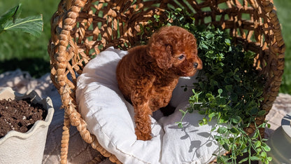 TOY POODLE (AUG 20) 1 FEMALE