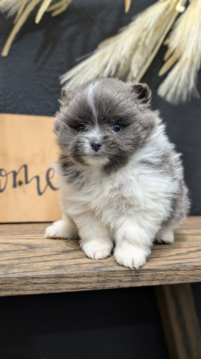 POMERANIAN (NOV 07) MALES