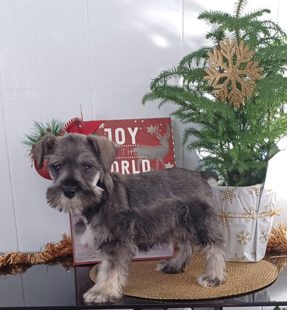 MINI SCHNAUZER (10/03) MALE