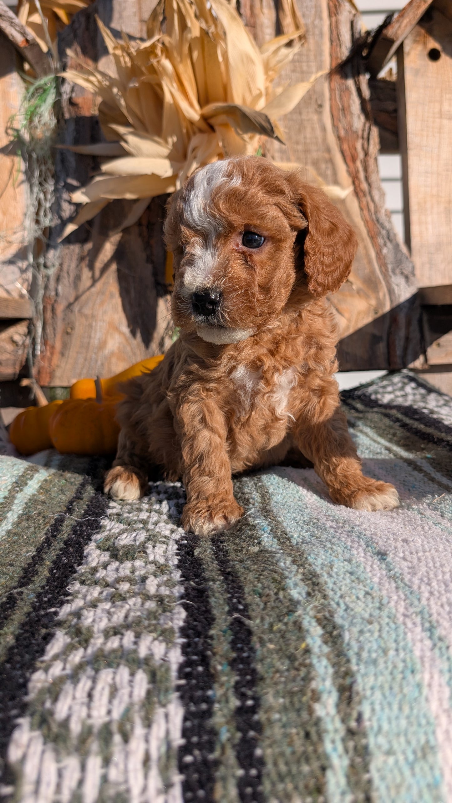CAVAPOO (OCT 02) MALES