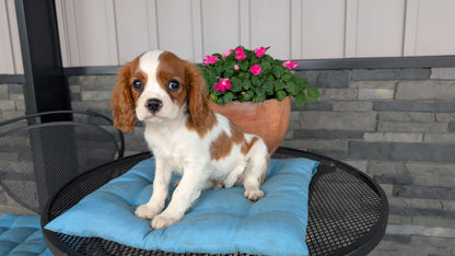 CAVALIER (05/06) MALE