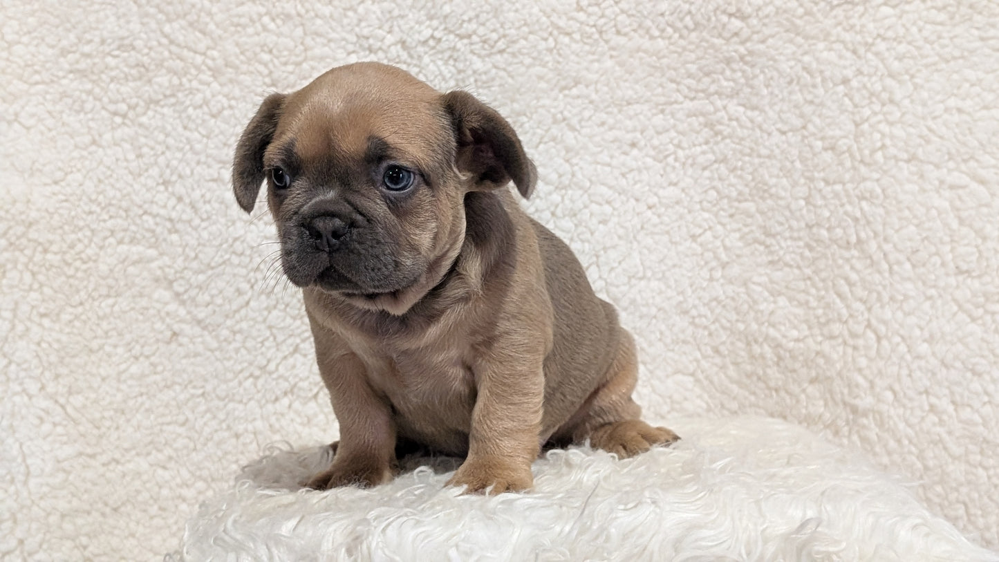 FRENCH BULLDOG (JUN 29) MALES
