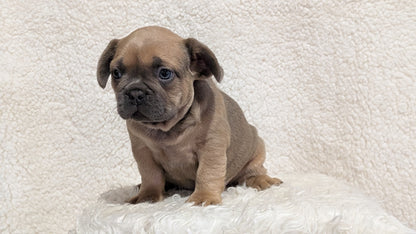 FRENCH BULLDOG (JUN 29) MALES