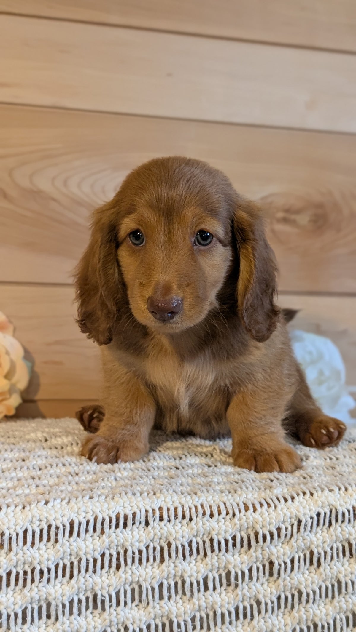 MINI DACHSHUND (JUL 30) 4 MALES/1 FEMALE