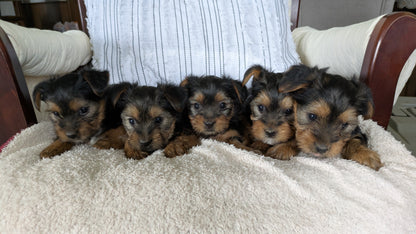 YORKSHIRE TERRIER (02/25) FEMALE
