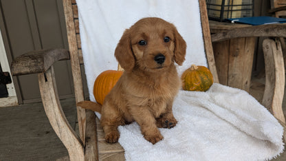 MINI GOLDENDOODLE (07/30) FEMALE
