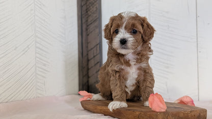 CAVAPOO (FEB 11) FEMALES