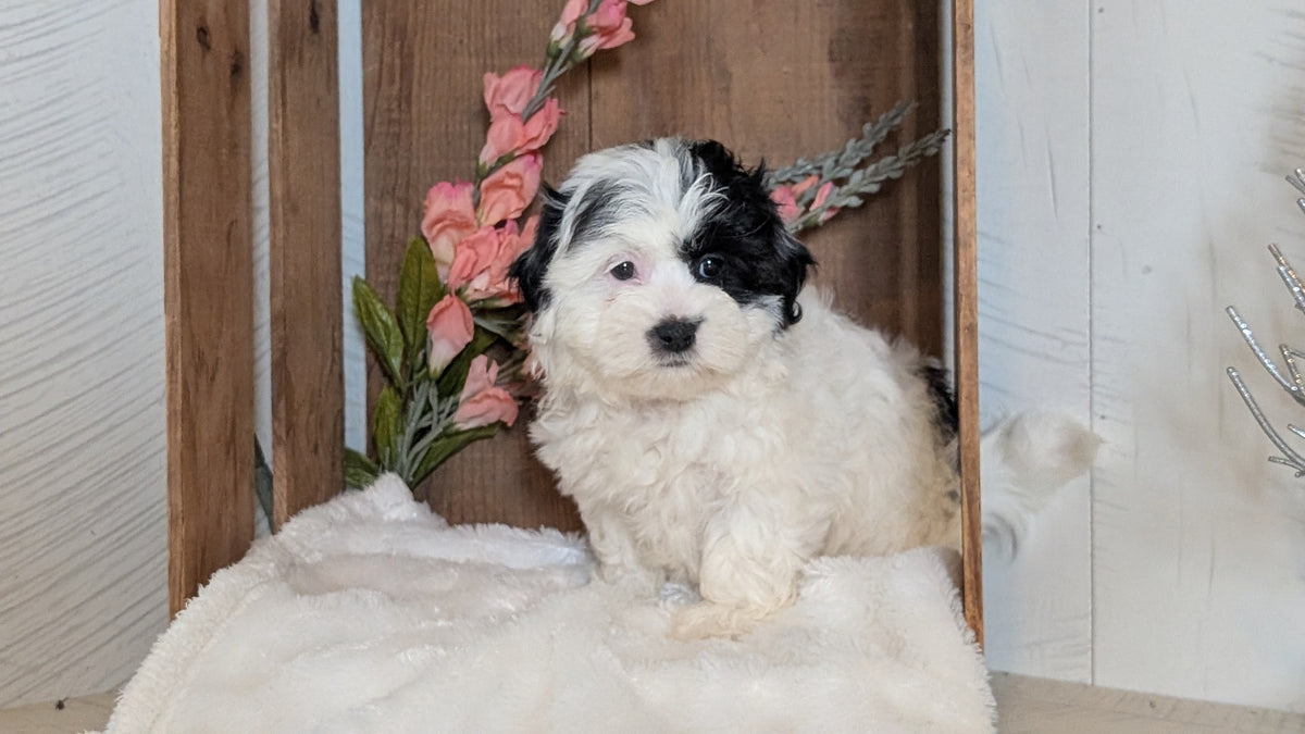 TEDDY BEAR (JUL 15) 1 MALE/1 FEMALE
