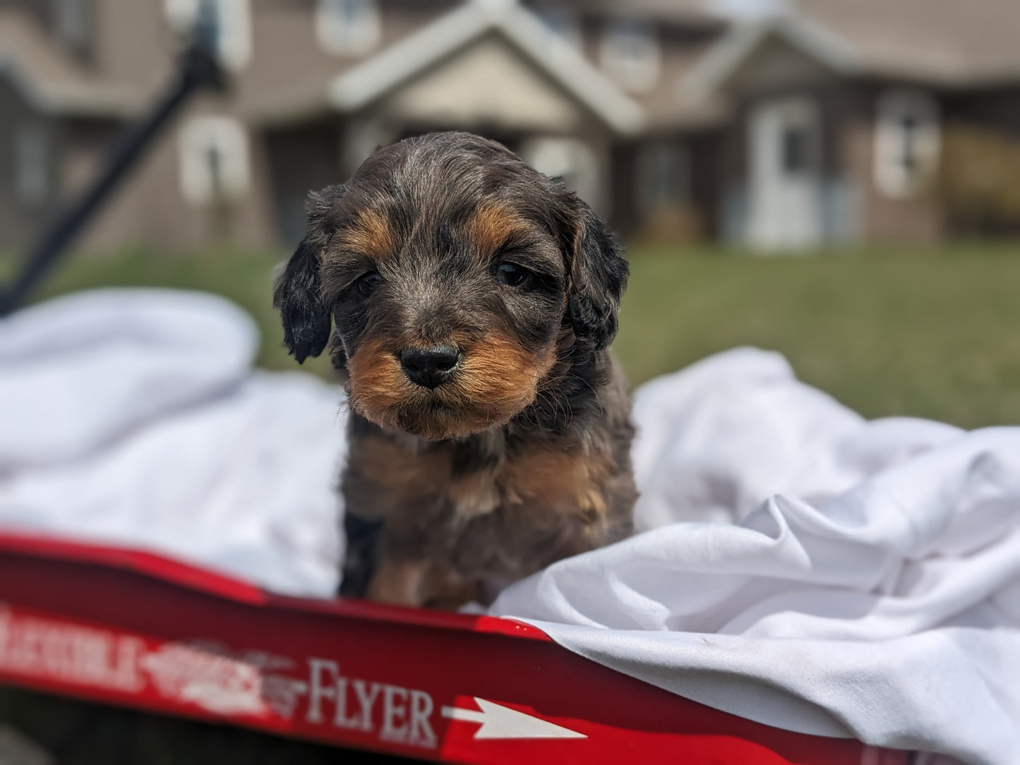 CAVAPOO (03/07) FEMALE