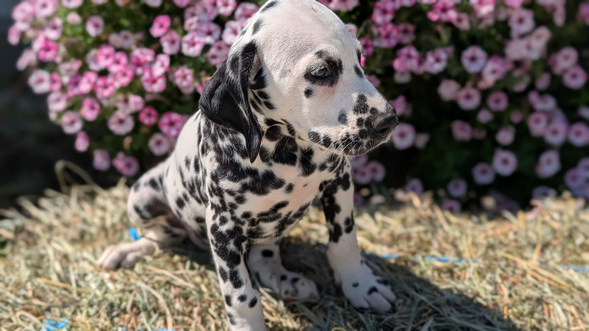 DALMATIAN (JUN 29) MALES
