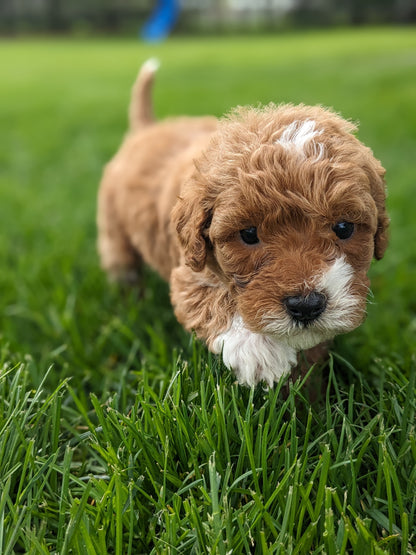 MINI GOLDENDOODLE (03/20) FEMALE