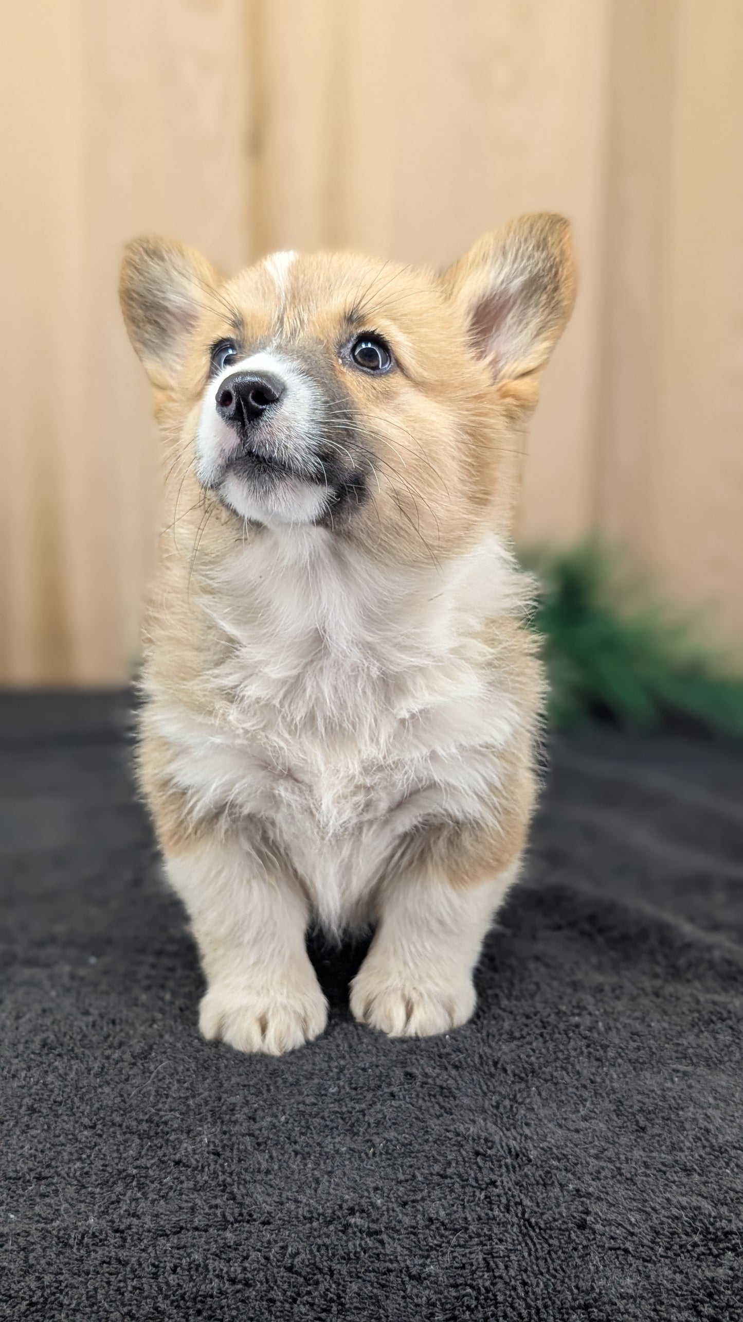 CORGI (09/17) FEMALE
