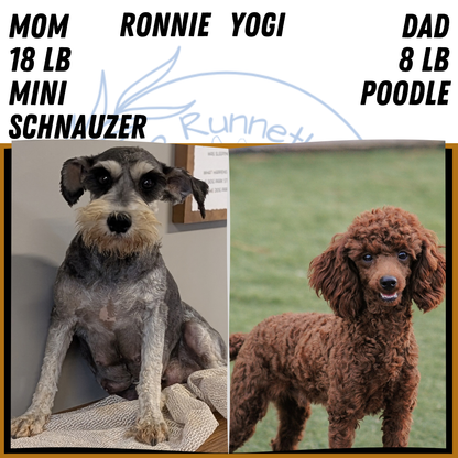 SCHNOODLE (SEP 03) 4 FEMALES/3 MALES