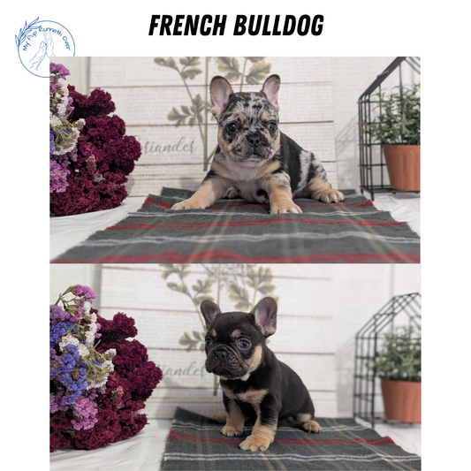 FRENCH BULLDOG (DEC 04) MALES