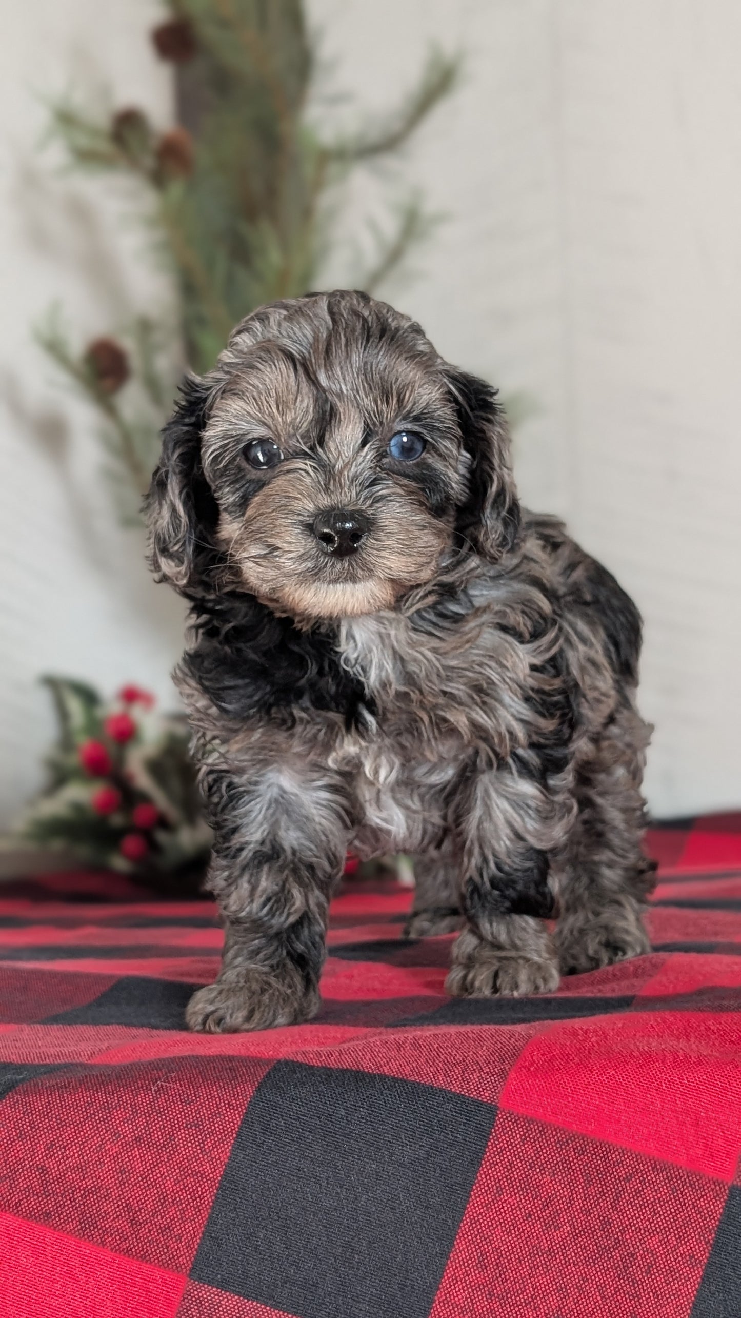 COCKAPOO (NOV 07) FEMALE
