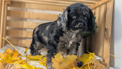 COCKER SPANIEL (09/20) FEMALE