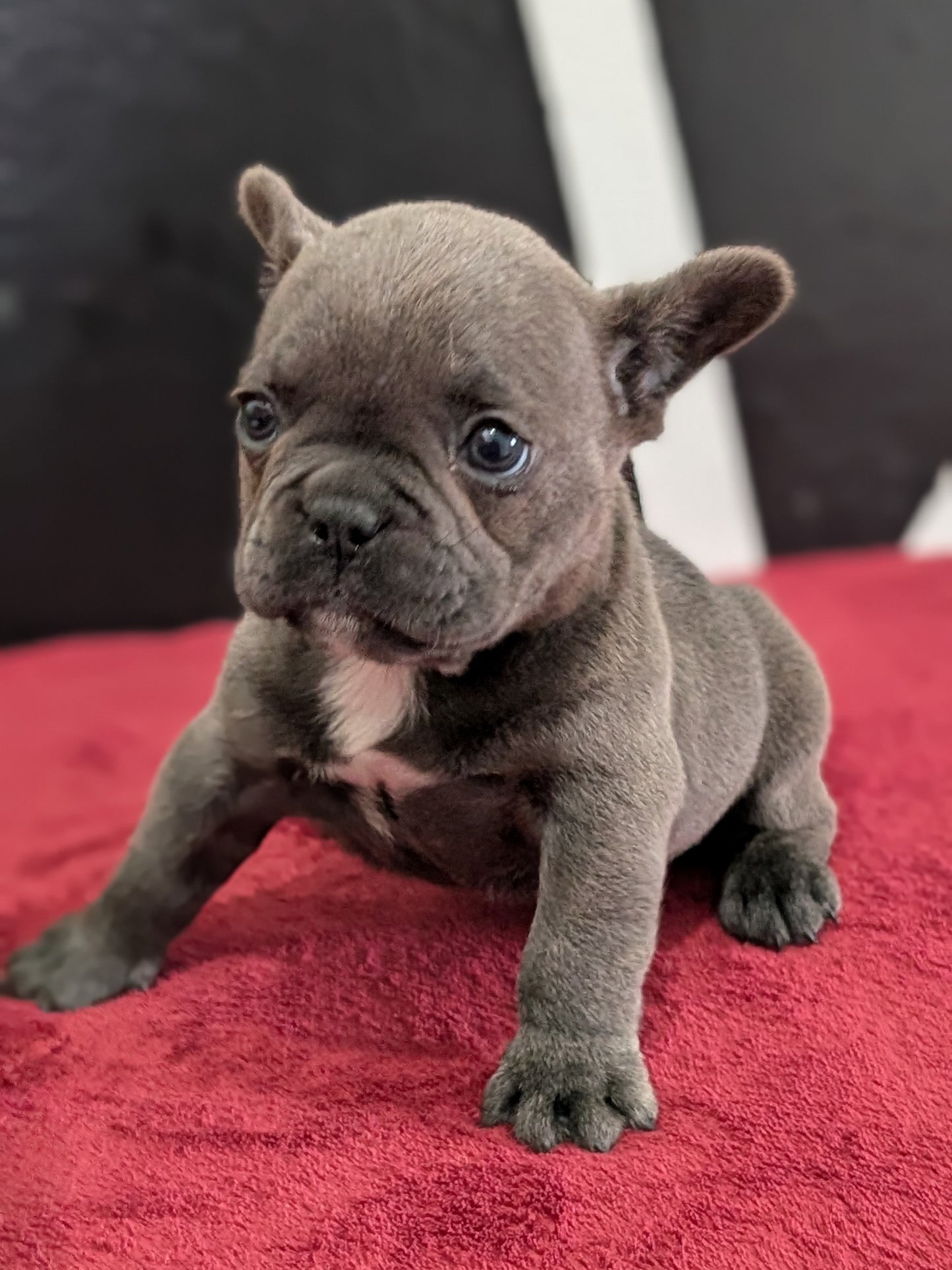 FRENCH BULLDOG (FEB 18) MALE