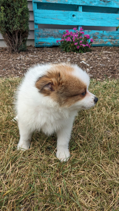POMERANIAN (04/15) FEMALE