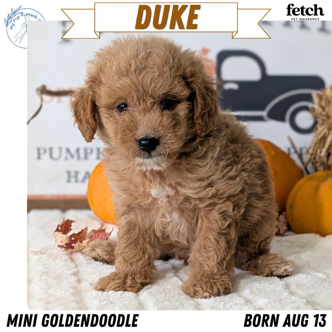 MINI GOLDENDOODLE (AUG 13) 6 MALES/3 FEMALES