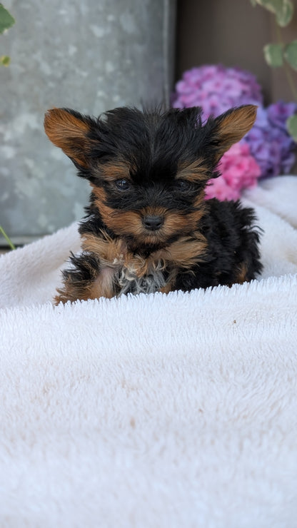YORKSHIRE TERRIER (06/05) MALE