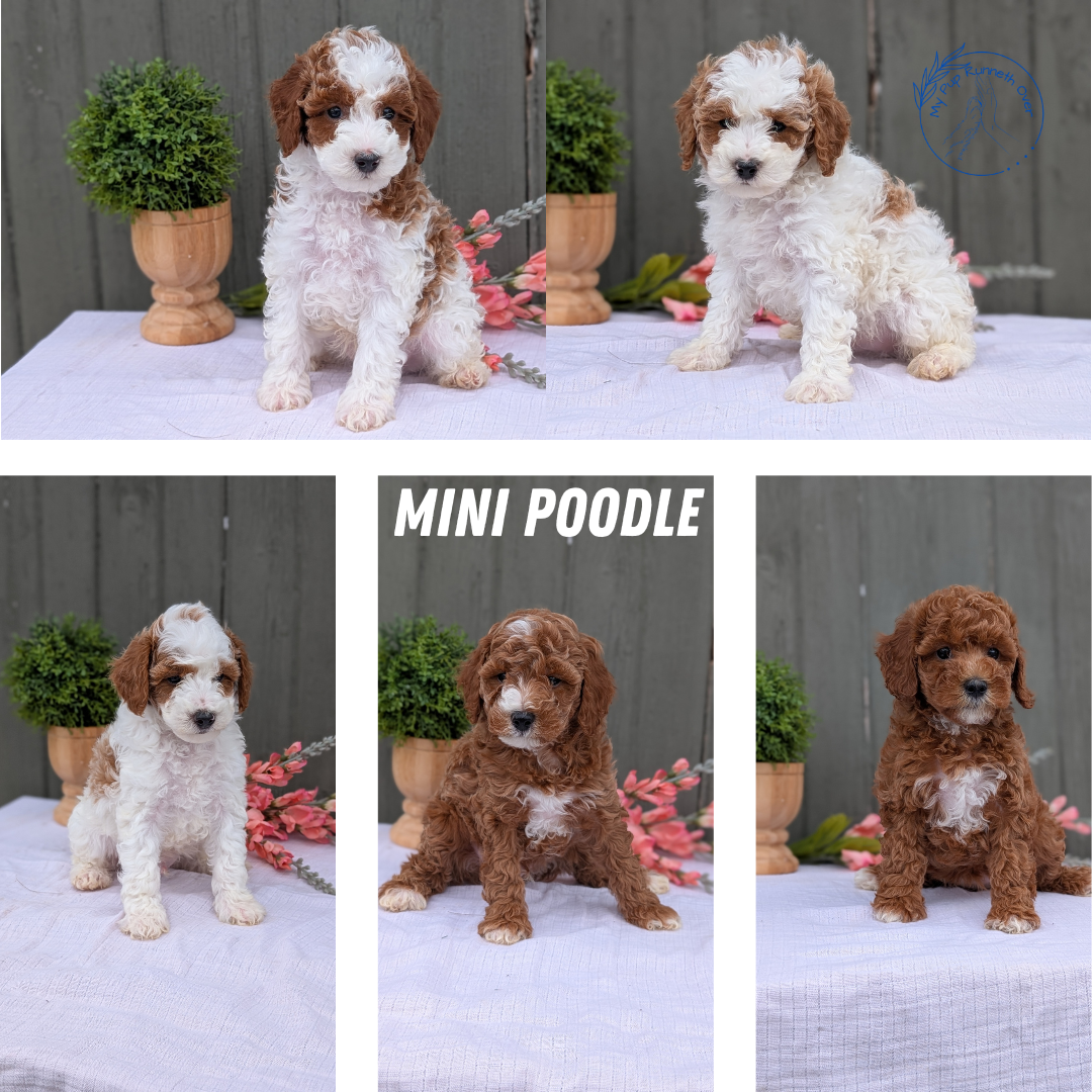 MINI POODLE (MAY 08) FEMALE