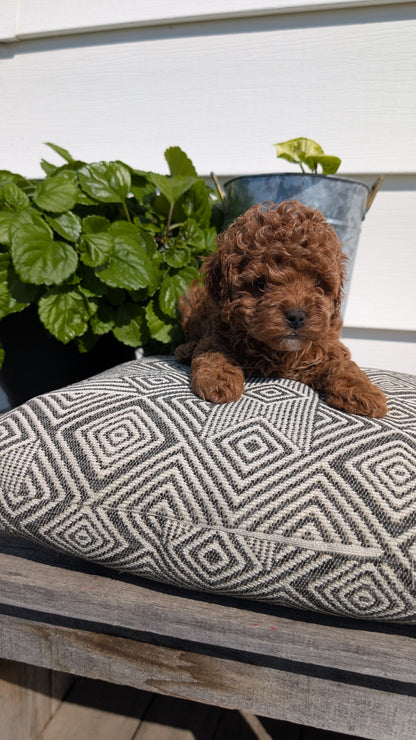 COCKAPOO (08/03) FEMALE