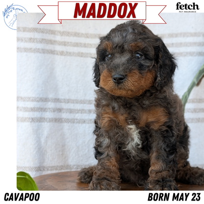 CAVAPOO (MAY 23) MALES