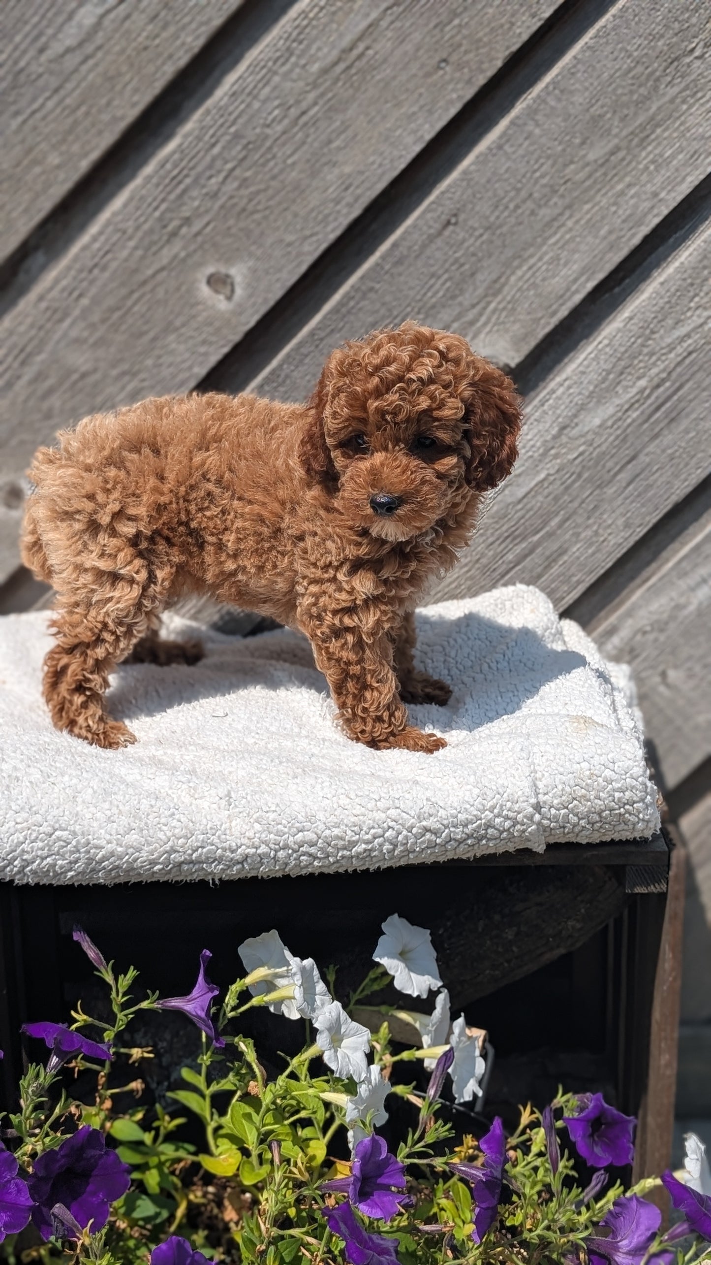 MINI POODLE (MAY 12) FEMALES