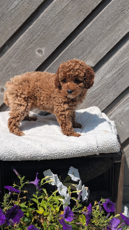 MINI POODLE (MAY 12) FEMALES