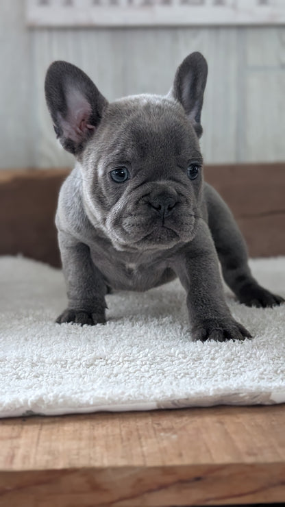 FRENCH BULLDOG (NOV 22) FEMALE