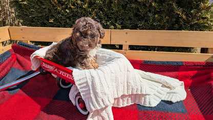 TOY POODLE (01/23) MALE