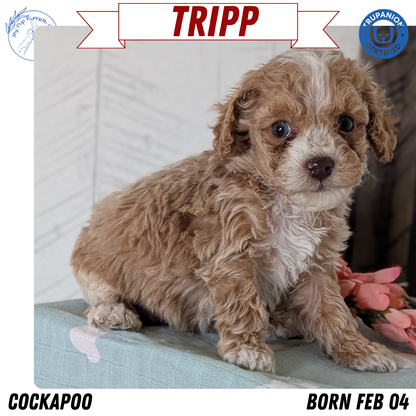 COCKAPOO (FEB 04) MALES