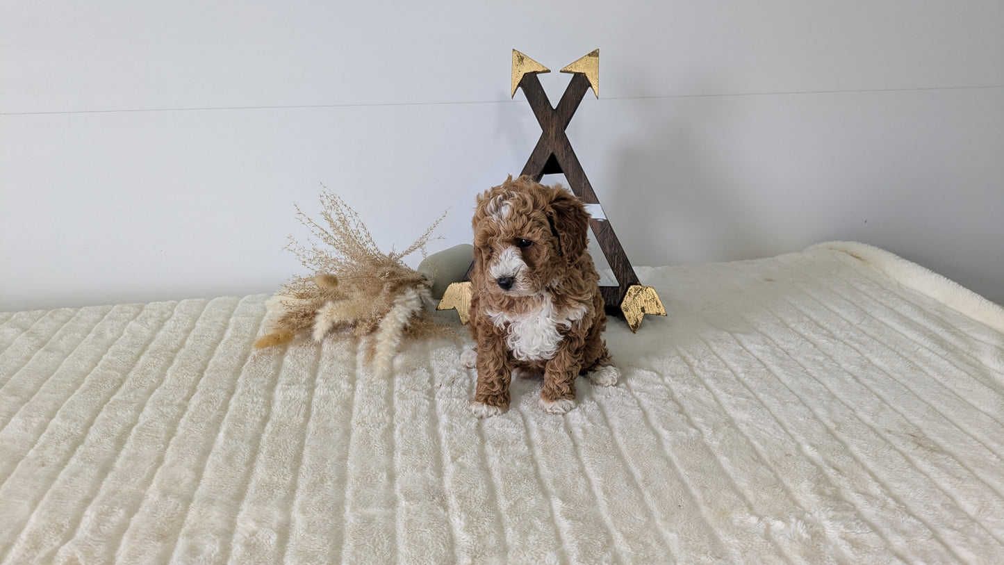 MINI GOLDENDOODLE (03/28) FEMALE