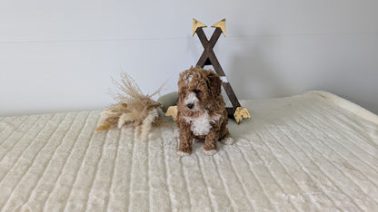 MINI GOLDENDOODLE (03/28) FEMALE