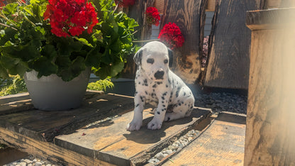 DALMATIAN (05/26) FEMALE