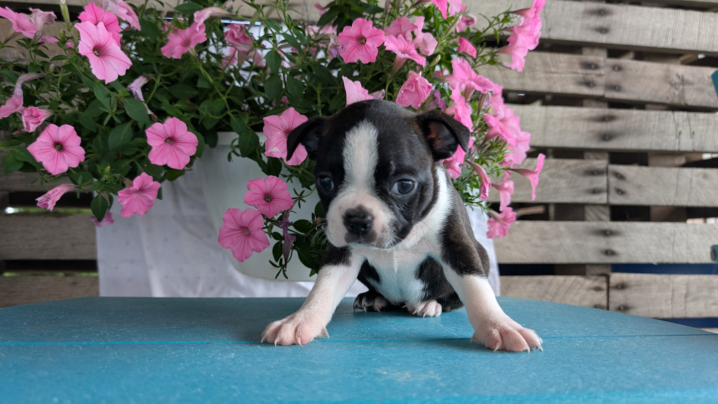 BOSTON TERRIER (06/29) FEMALE