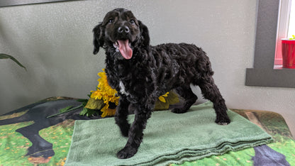 MINI LABRADOODLE (11/26) FEMALE
