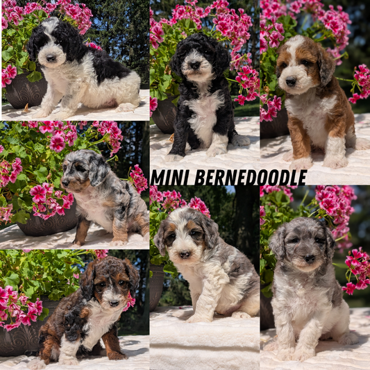 MINI BERNEDOODLE (06/11) FEMALE
