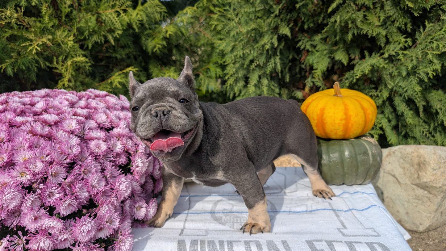 FRENCH BULLDOG (07/03) FEMALE