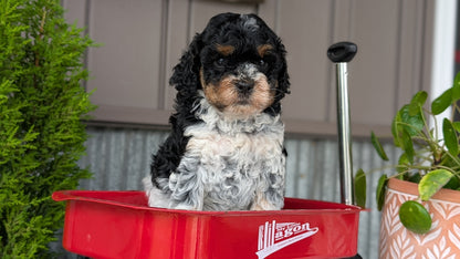COCKAPOO (MAY 10) MALES