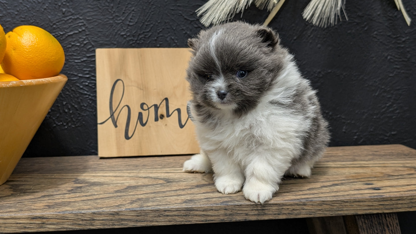 POMERANIAN (NOV 07) MALES